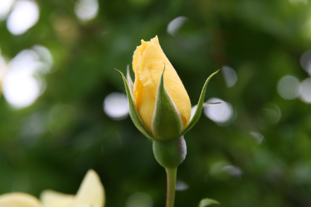 růže Carpet of Gold