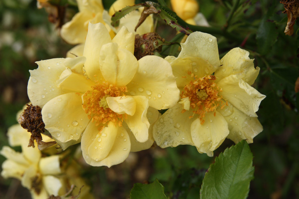 růže Carpet of Gold