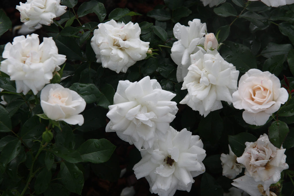 růže Carte Blanche