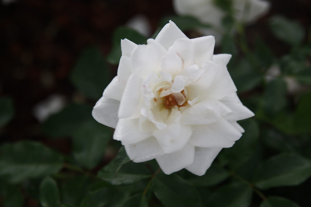 růže Carte Blanche