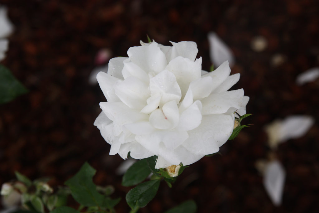 růže Carte Blanche