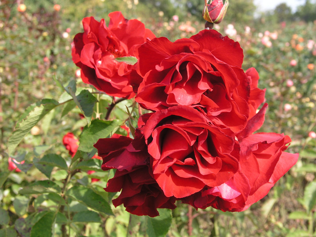 růže Castella