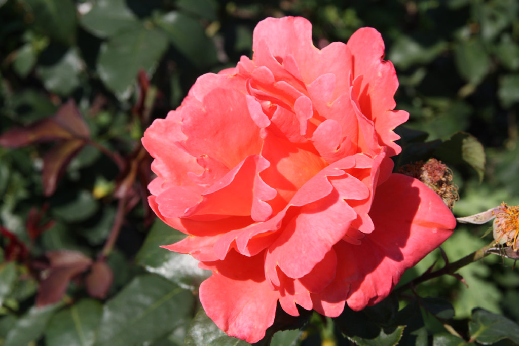 růže Catherine Deneuve