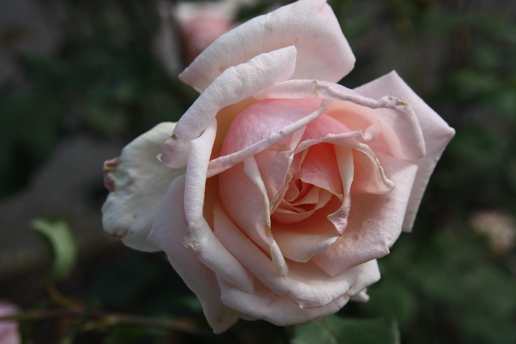 růže Catherine Mermet