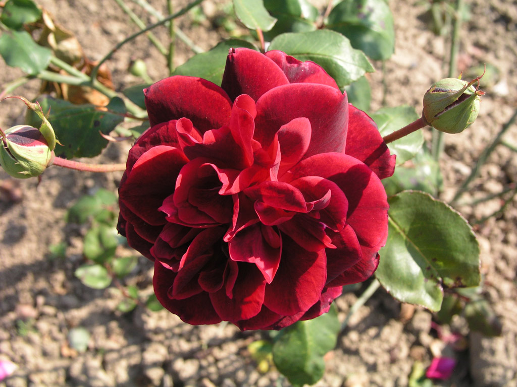 růže Cathrine Kordes