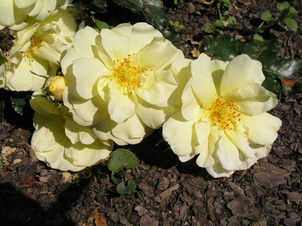 růže Celina (Noack)