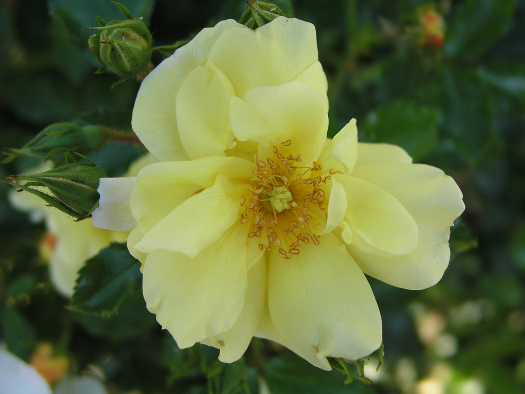 růže Celina (Noack)