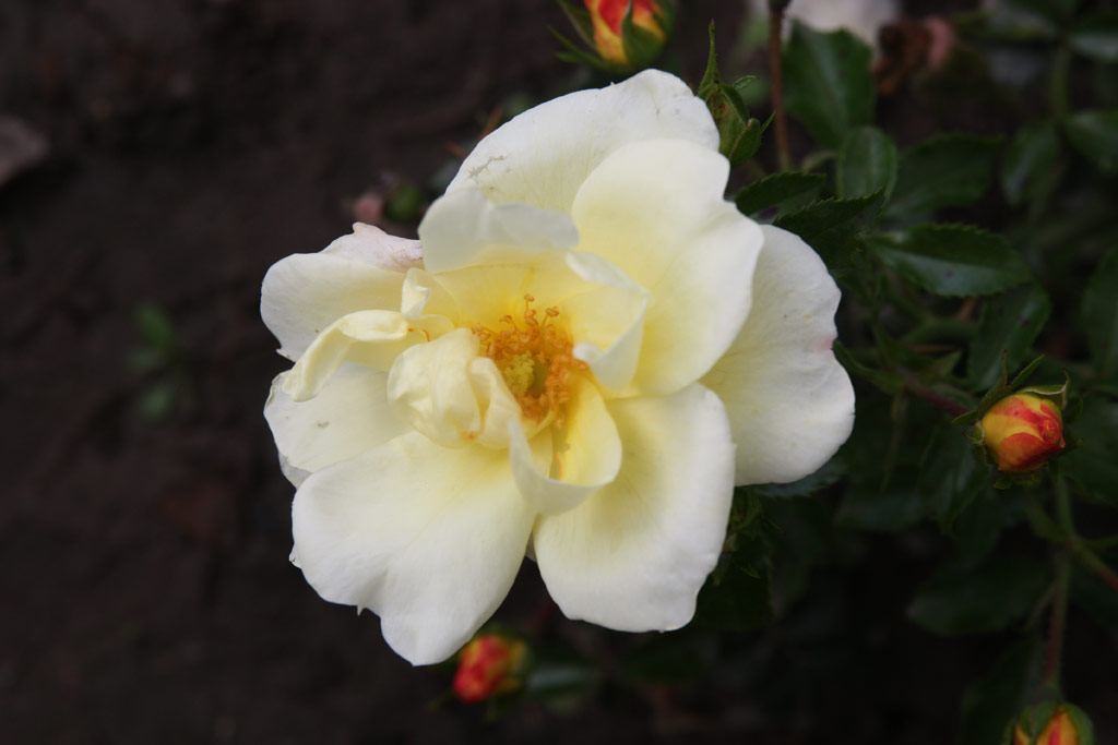 růže Celina (Noack)
