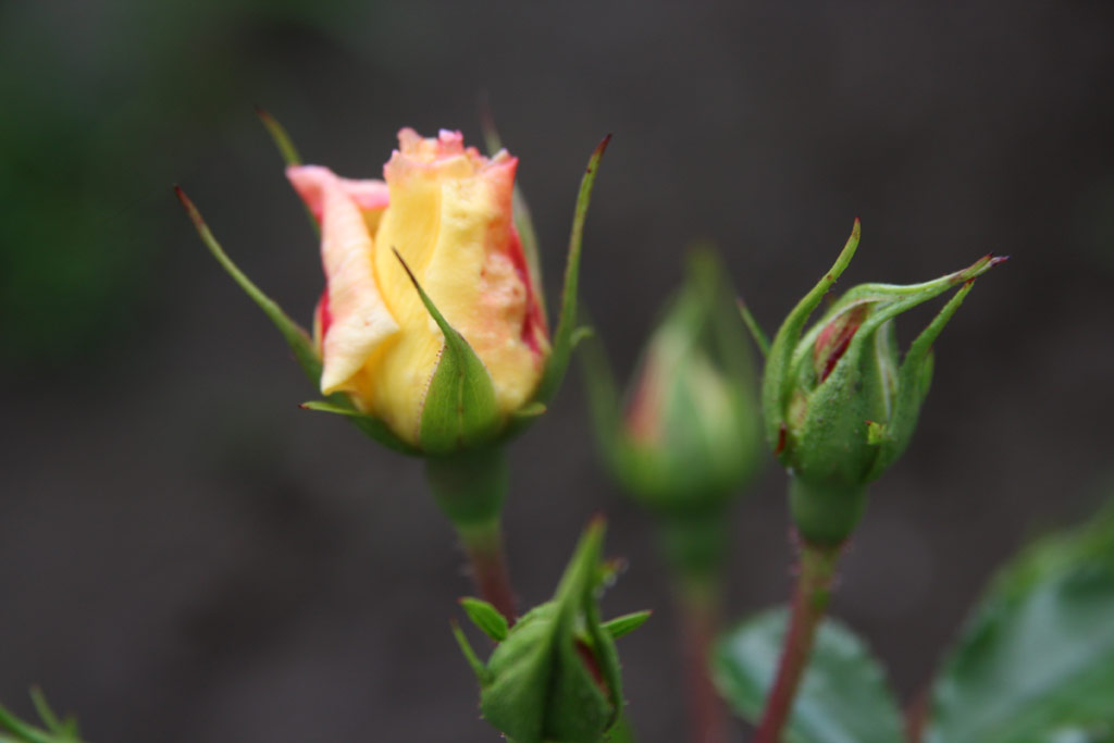 růže Celina (Noack)