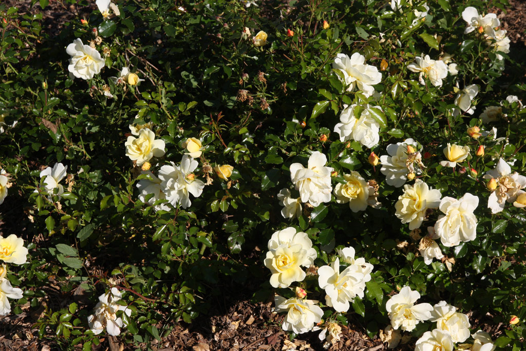 růže Celina (Noack)