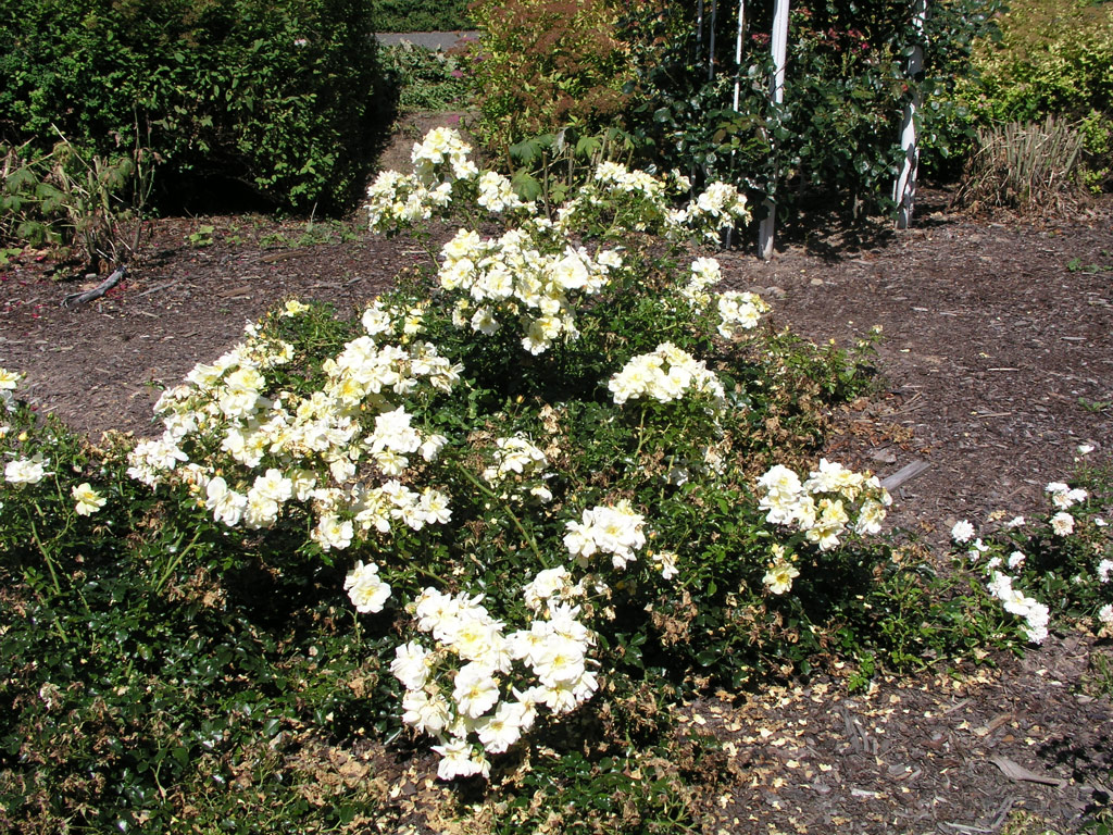 růže Celina (Noack)