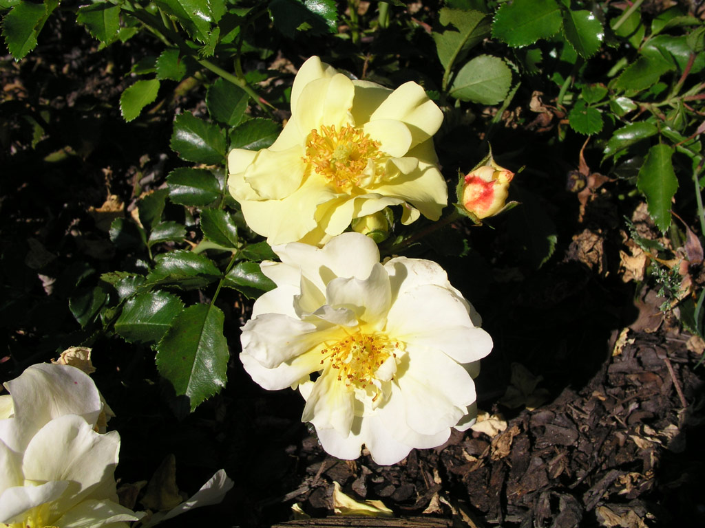 růže Celina (Noack)