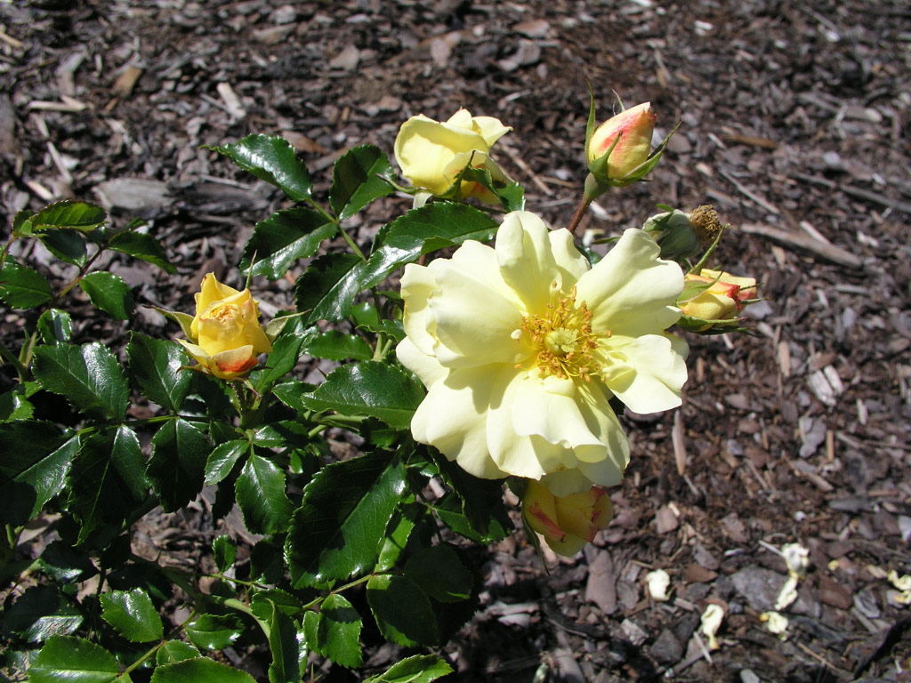 růže Celina (Noack)