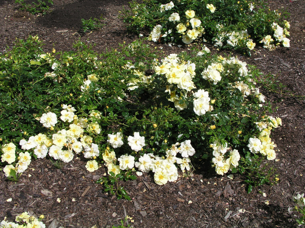 růže Celina (Noack)