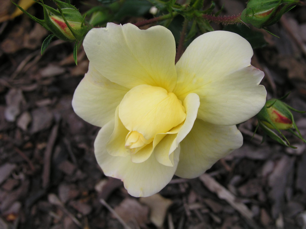 růže Celina (Noack)