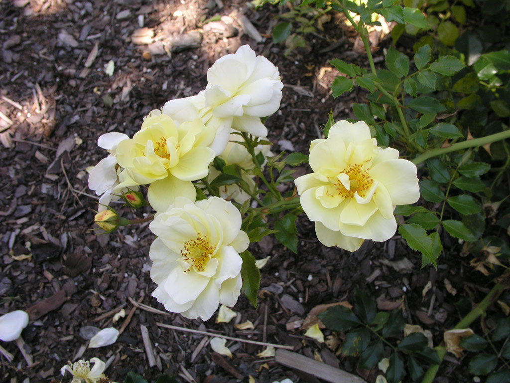 růže Celina (Noack)