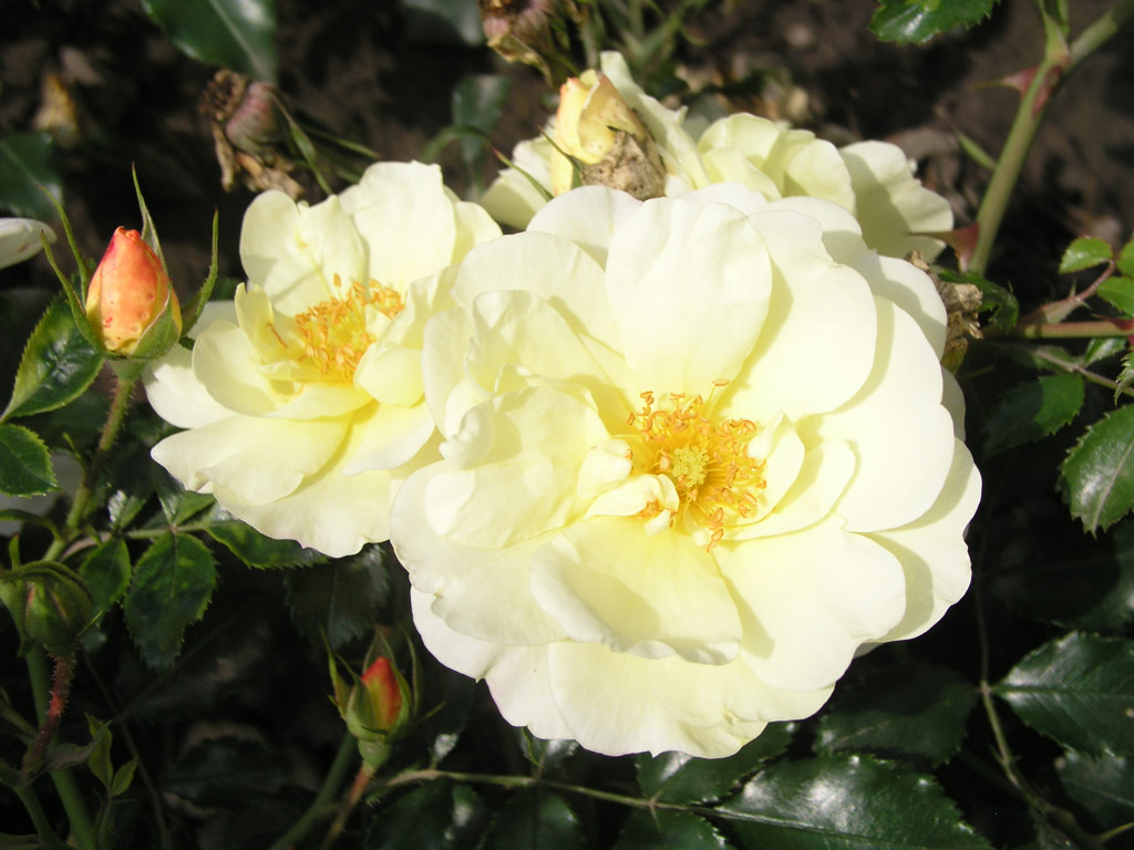 růže Celina (Noack)