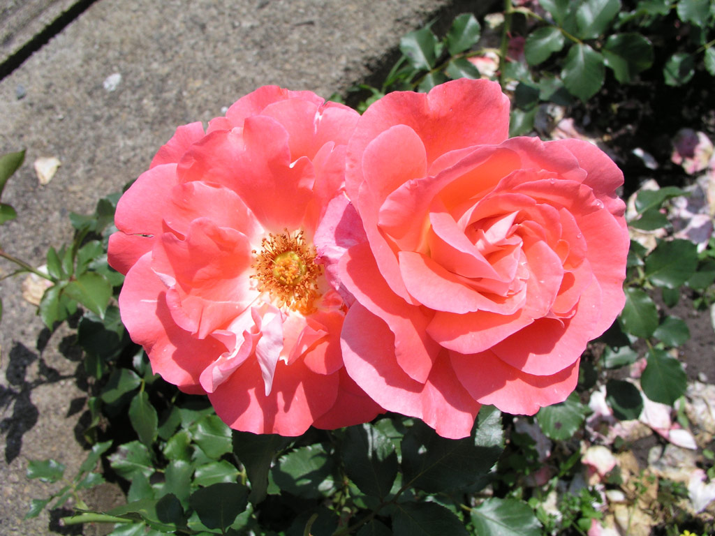 růže Cline Delbard