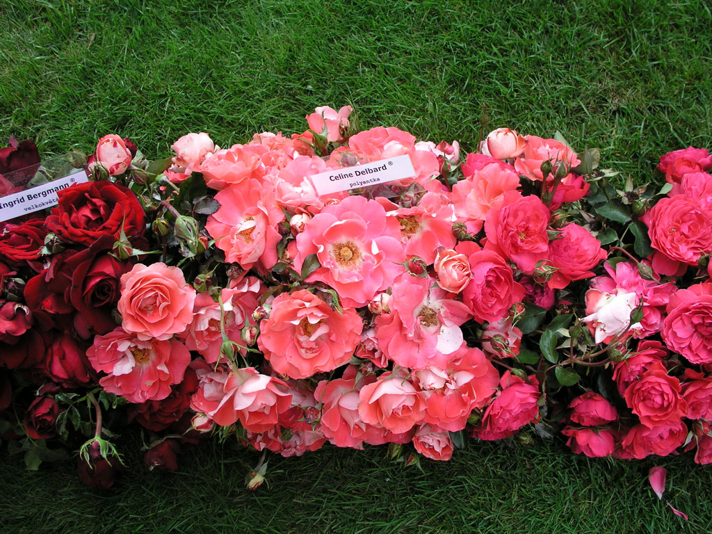 růže Cline Delbard