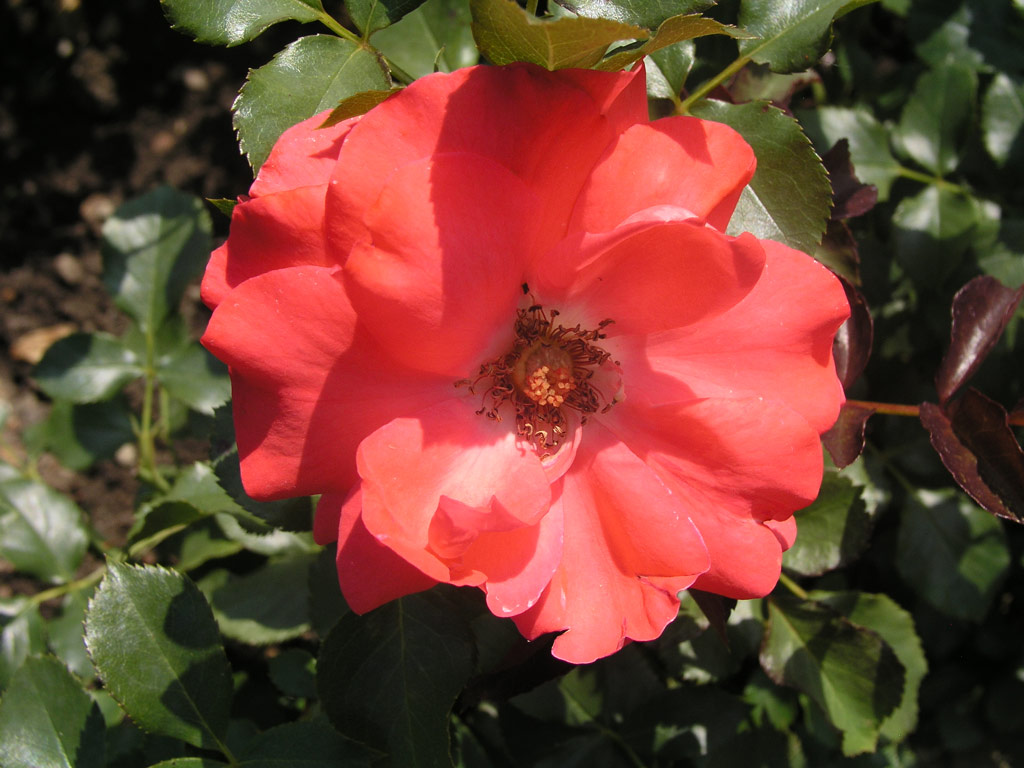 růže Cline Delbard