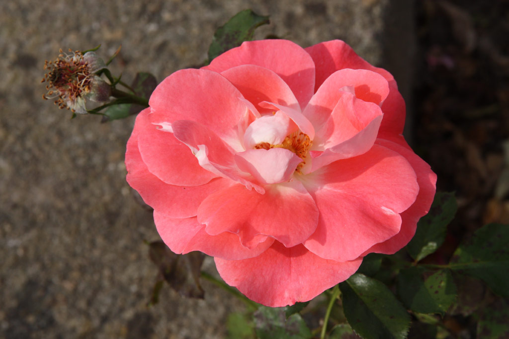 růže Cline Delbard