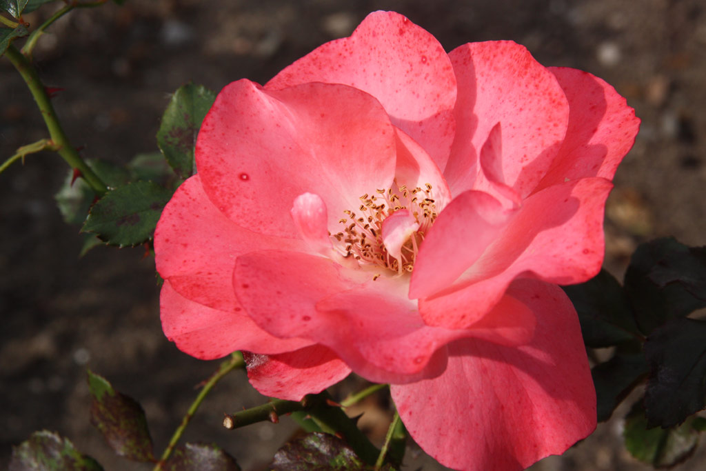 růže Cline Delbard