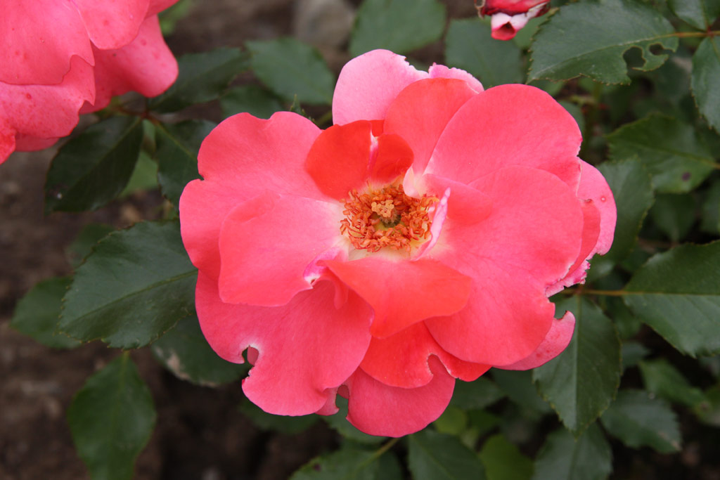 růže Cline Delbard