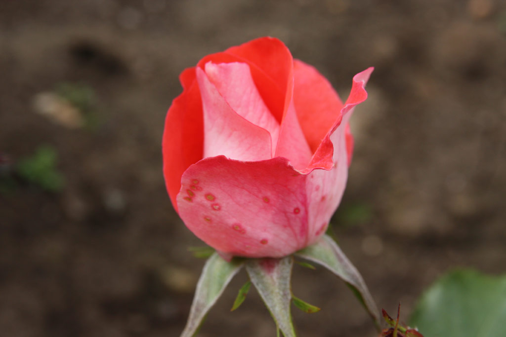 růže Cline Delbard