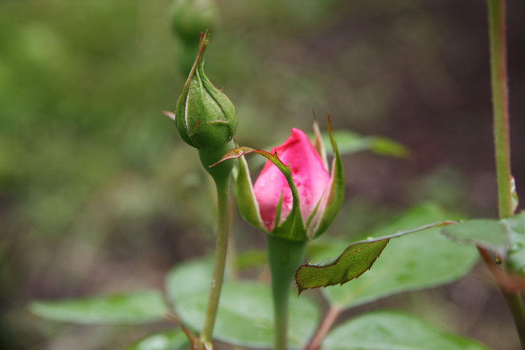 růže Centenaire de Lourdes