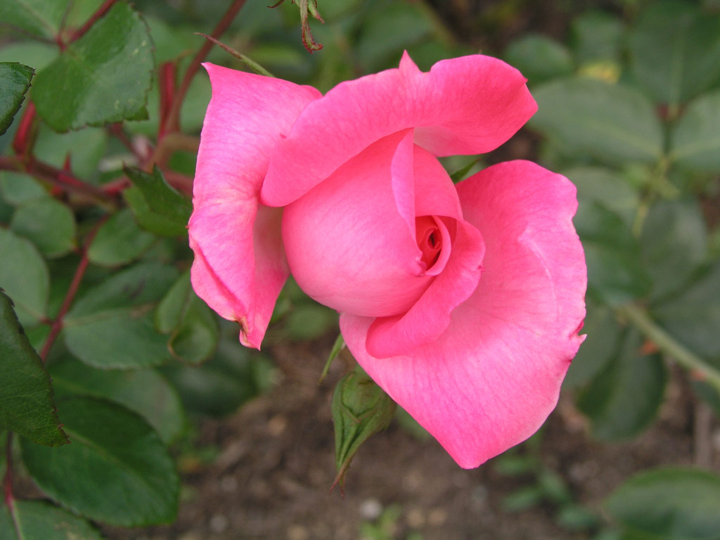 růže Centenaire de Lourdes