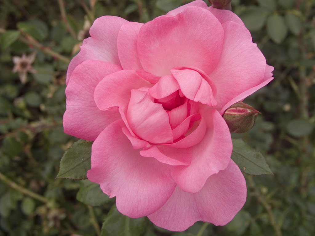 růže Centenaire de Lourdes