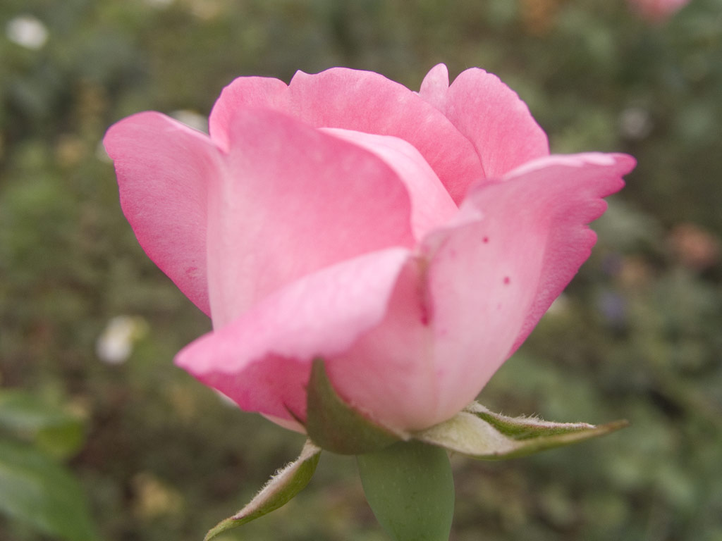 růže Centenaire de Lourdes
