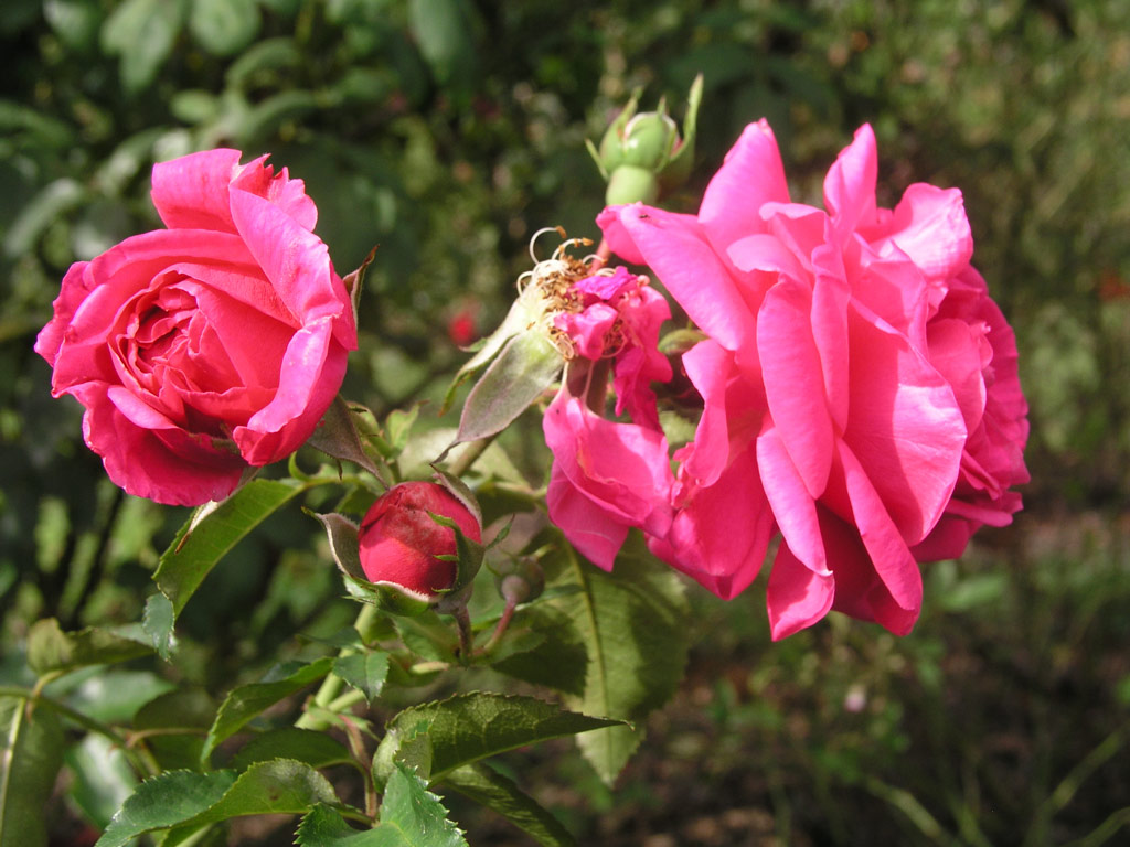 růže Centenaire de Lourdes