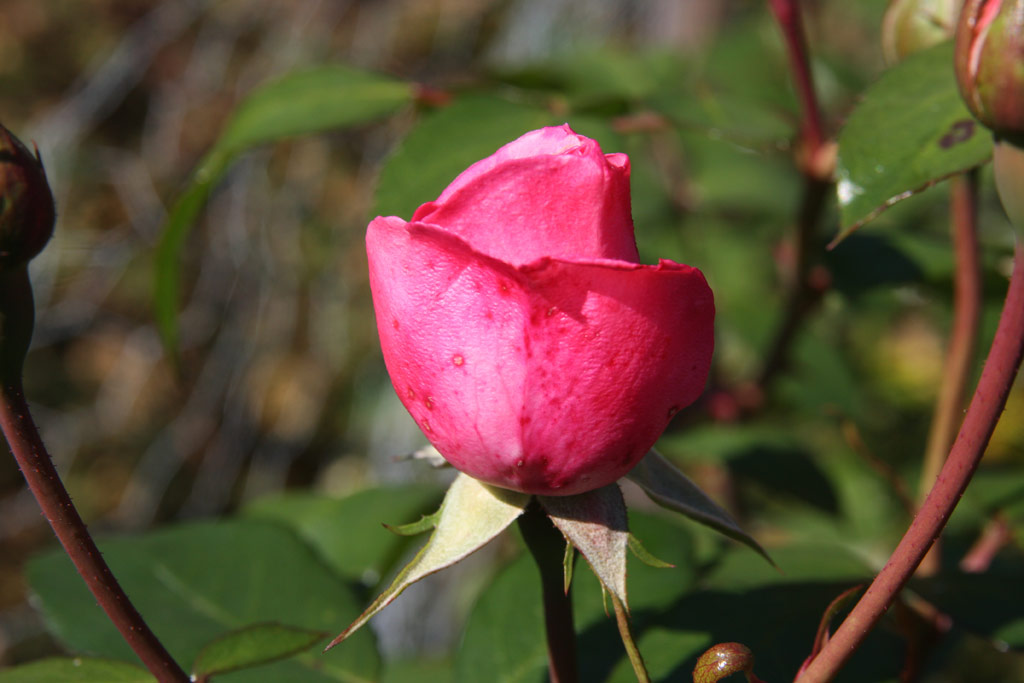 růže Centenaire de Lourdes