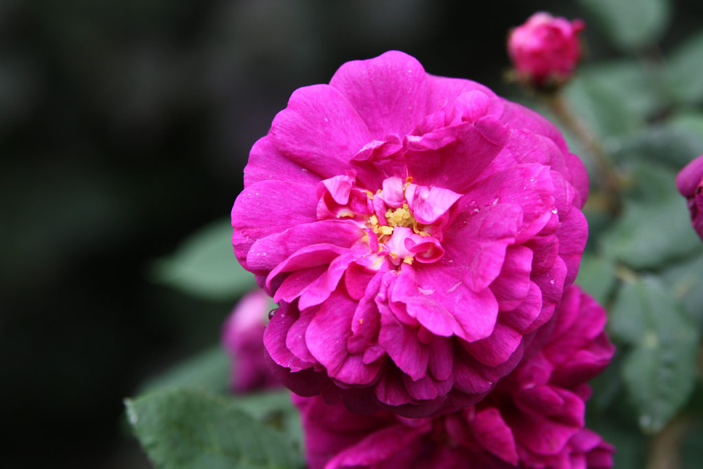 růže Centifolia Variegata