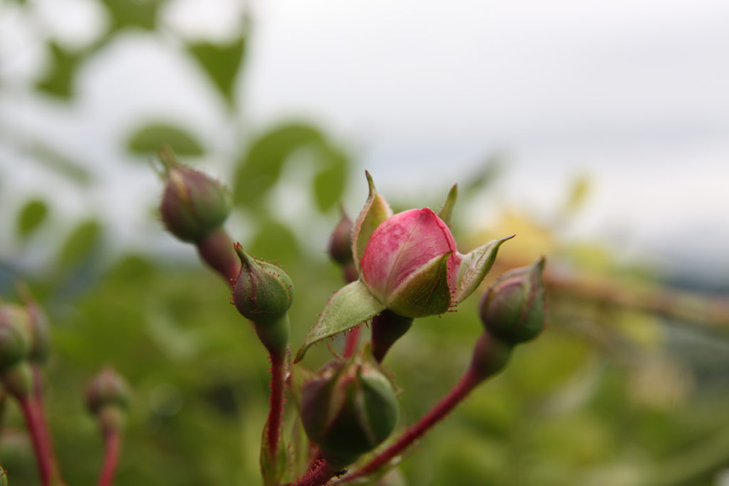 růže ?esk Prci ?est