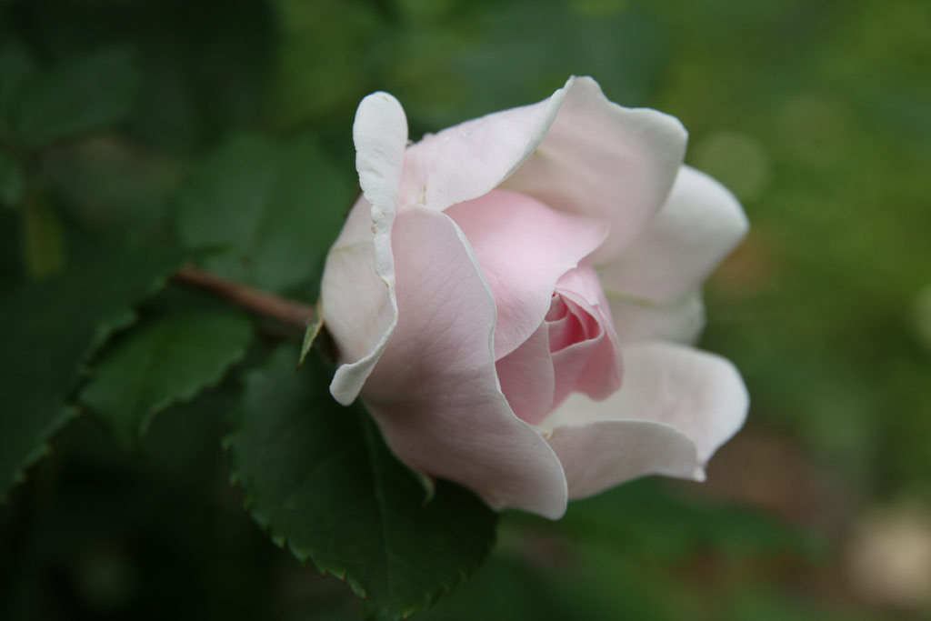 růže Champneys� Pink Cluster
