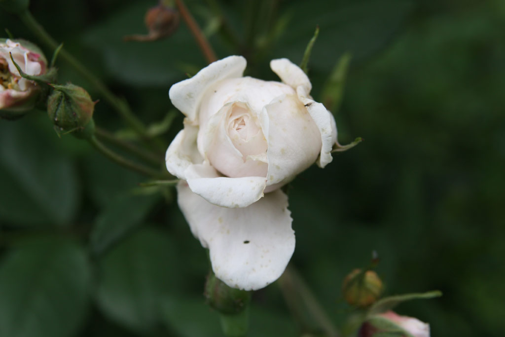 růže Champneys� Pink Cluster