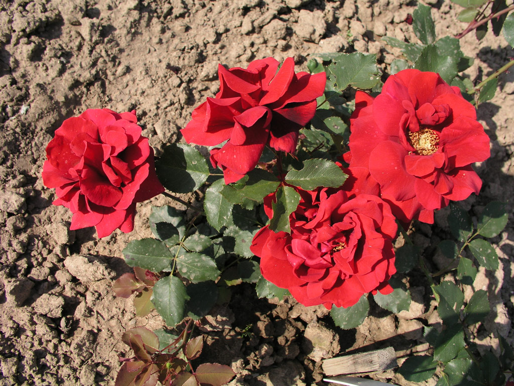 růže Champs Elysees