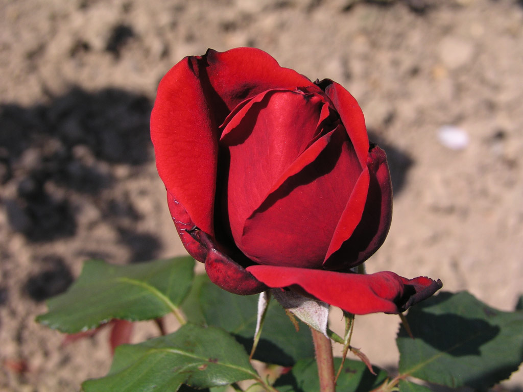 růže Champs Elysees