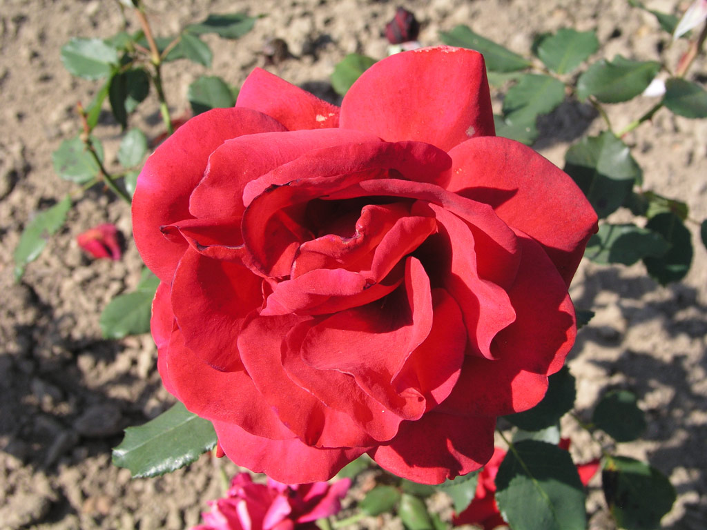 růže Champs Elysees