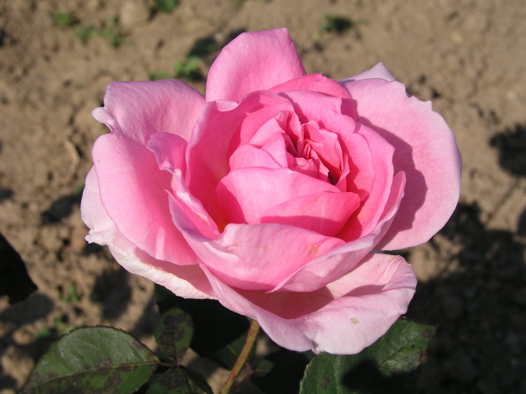 růže Chanoine Tuaillon