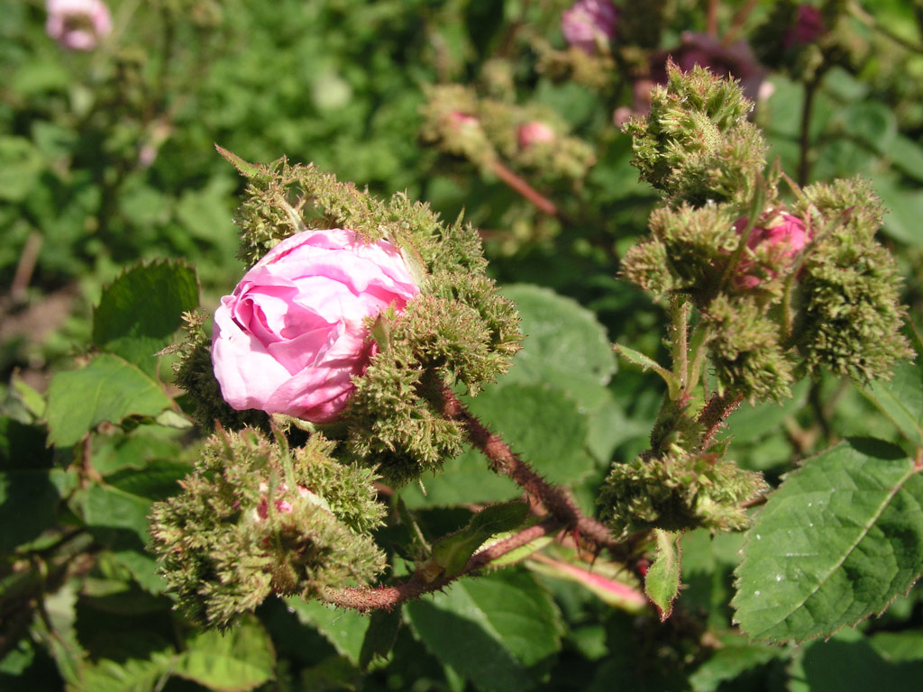 růže Chapeau de Napoleon