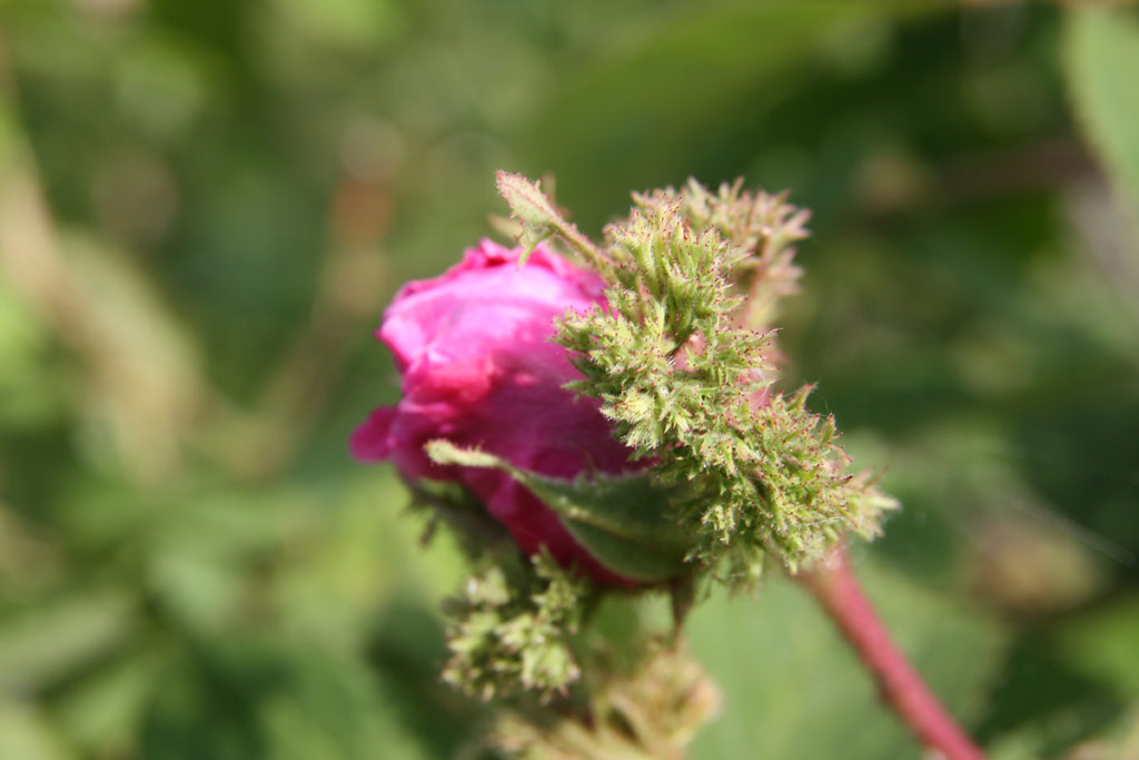růže Chapeau de Napoleon