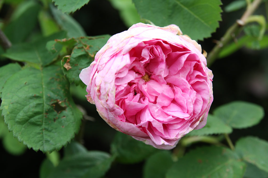 růže Chapeau de Napoleon