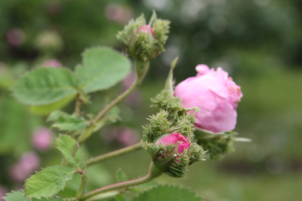 růže Chapeau de Napoleon