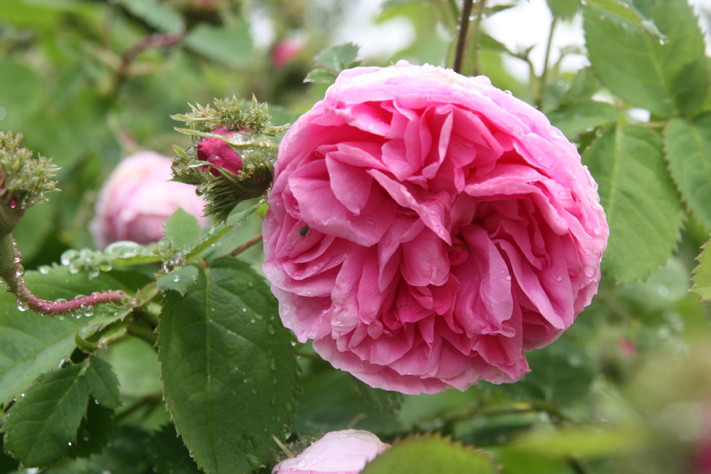 růže Chapeau de Napoleon