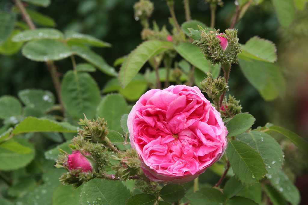 růže Chapeau de Napoleon