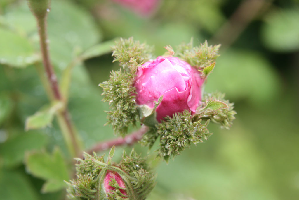 růže Chapeau de Napoleon