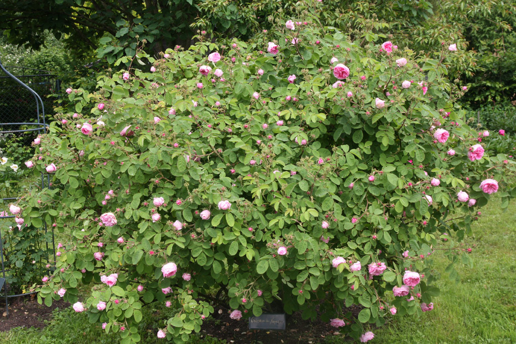 růže Chapeau de Napoleon